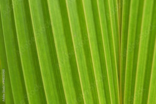 Leaves Series,green leaf close up background.Textured,abstract background,leaves,fresh green,photo concept nature and plant.
