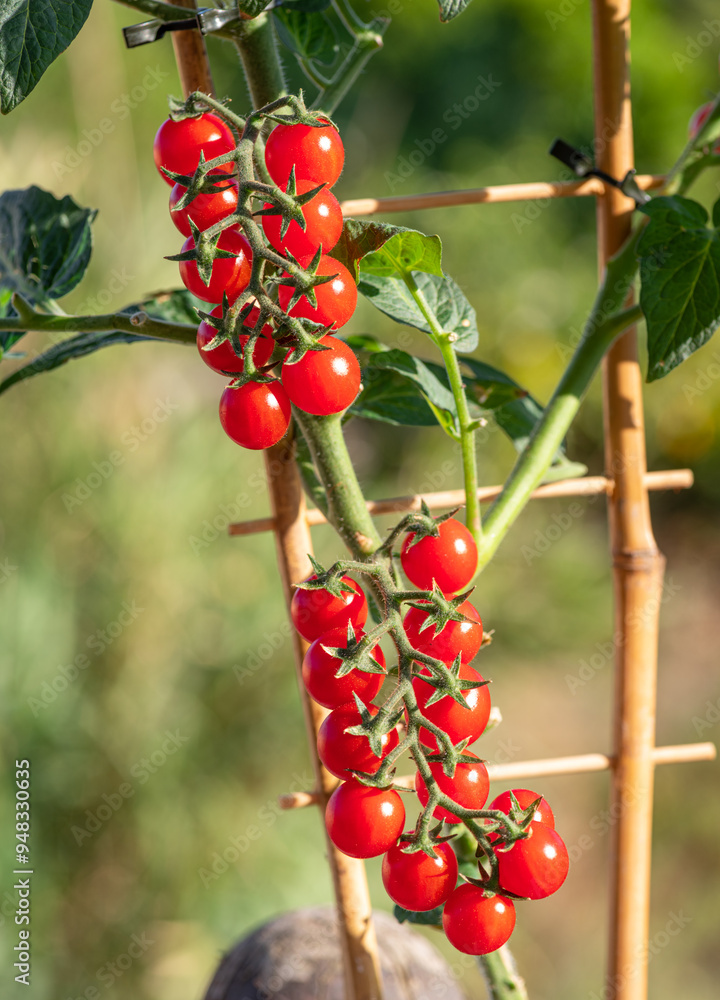 Cherry tomatoes cluster on tomato plant close up. Vertical shot. Cherry tomatoes cluster on tomato plant close up. Vertical shot.