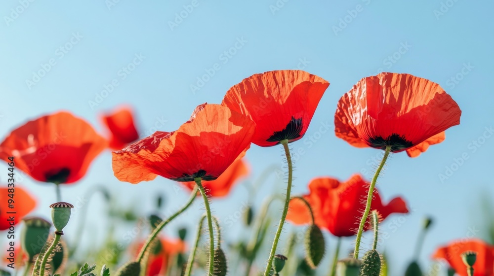 Naklejka premium A field of red poppies swaying in the breeze under a clear blue sky, capturing the vivid contrast of colors in nature.