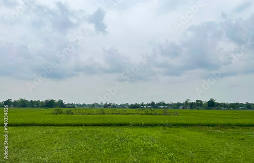 Paddy Field of Assam