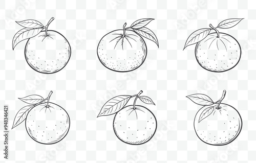 Wallpaper Mural Print Clementine Fruit Line Art Vector Collection with Detailed Illustrations for Design and Art Projects Torontodigital.ca