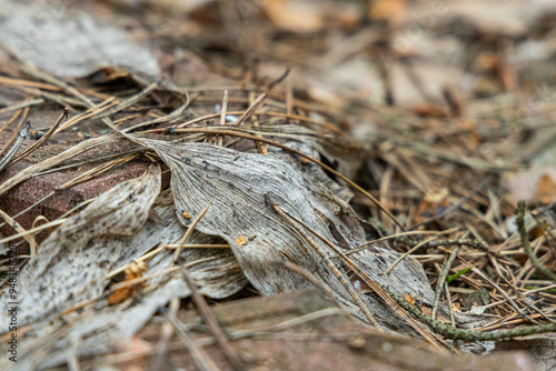 A peaceful forest floor is covered with colorful leaves and pine needles, showcasing the beauty of autumn.