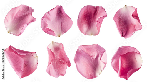 Fototapeta Naklejka Na Ścianę i Meble -  pink rose petals Isolated on a transparent background.