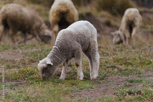 baby sheep  in the mountains
