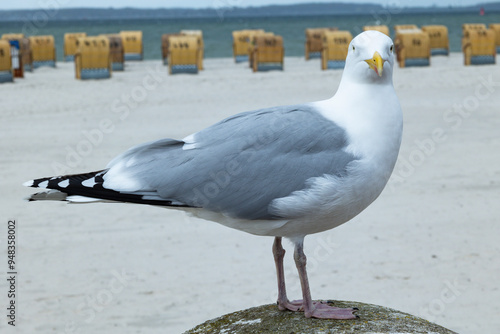 Silbermöwe (Larus argentatus) am Ostseestrand, Ostseebad Laboe; Profilaufnahme mit Blick in Kamera; Hintergrund Sandstrand und Strandkörbe ohne Personen photo