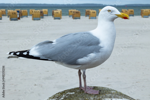 Silbermöwe (Larus argentatus) am Ostseestrand, Ostseebad Laboe; Profilaufnahme; Hintergrund Sandstrand und Strandkörbe ohne Personen photo