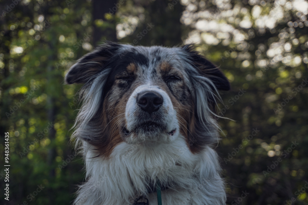 Australian Shepherd