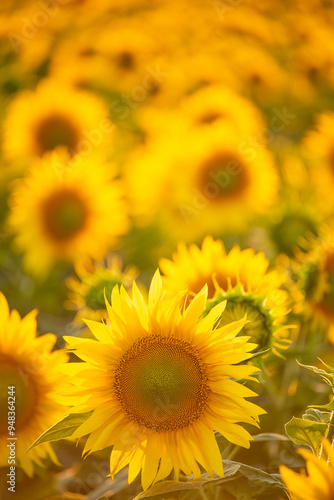 A field of sunflowers at sunset in the soft sunlight. Bright colorful sunny flowers lush bloom