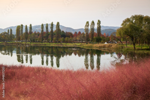 Jarasum Island, Gapyeong-gun, Gyeonggi-do, South Korea - November 4, 2021: Autumnal view of pink muhly with red maple leaves against Bukhan River with poplar trees photo