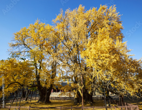 Myeongnyundang Hall, Jongno-gu, Seoul, South Korea - November 11, 2021: Wide angle view of two old ginkgo trees with yellow maple leaves at Daeseongjeon Hall of Seonggyun-gwan Academy in autumn photo