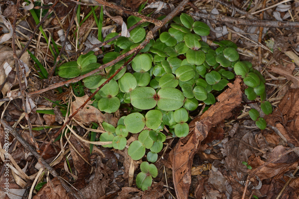 Fototapeta premium Drüsige Springkraut, Impatiens glandulifera