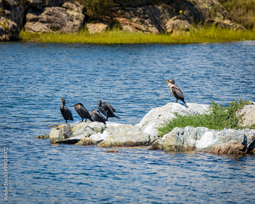 Rhode Island-Newport-Ocean Ave-Cormorants