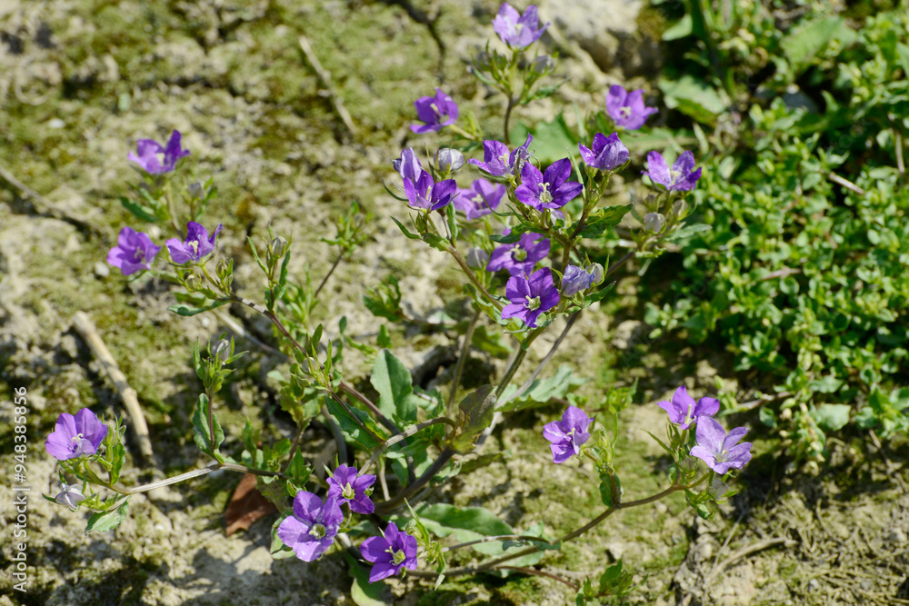 Gemeiner Frauenspiegel, Venus-Spiegel, Legousia speculum-veneris L. Gemeiner Frauenspiegel, Venus-Spiegel, Legousia speculum-veneris L.