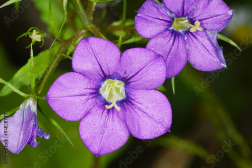 Gemeiner Frauenspiegel, Venus-Spiegel, Legousia speculum-veneris L.