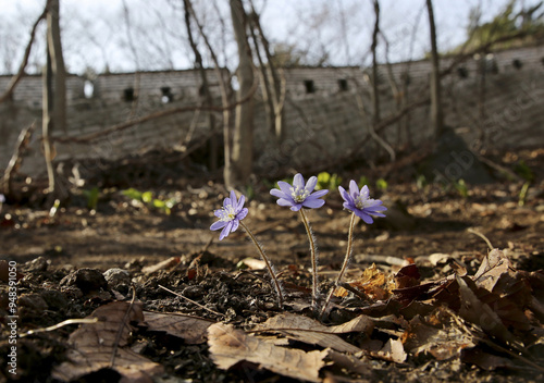 Close-up of three purple hepatica flowers against rampart of Namhansanseong Fortress in spring near Gwangju-si, South Korea 