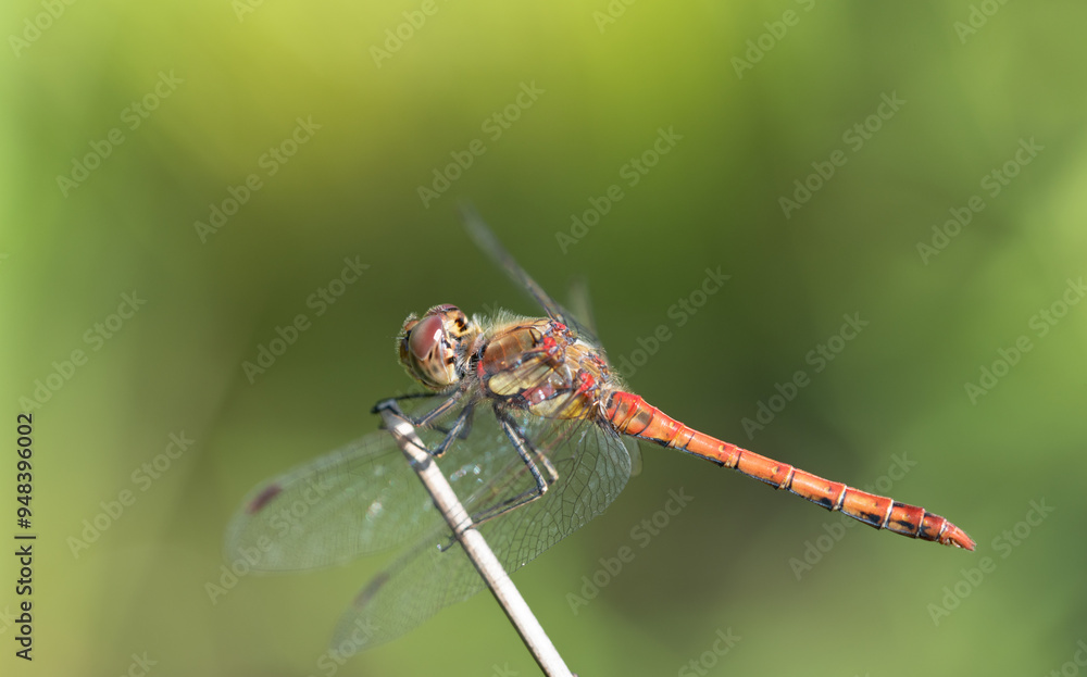 Close-up of a red damselfly (Sympetrum striolatum) sitting on a dry blade of grass against a green background. The wings are open. Close-up of a red damselfly (Sympetrum striolatum) sitting on a dry blade of grass against a green background. The wings are open.