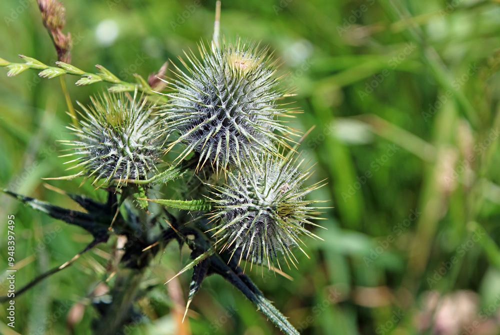 Macro image of Musk Thistle buds, Derbyshire England
Macro image of Musk Thistle buds, Derbyshire England