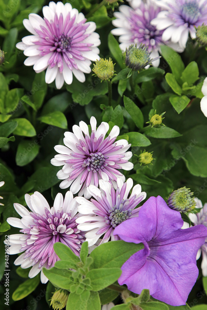 Macro image of Purple African Daisy blooms with a purple petunia, Derbyshire England
Macro image of Purple African Daisy blooms with a purple petunia, Derbyshire England