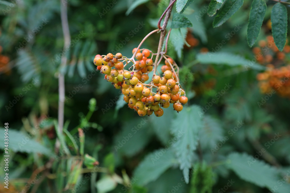 Macro image of Rowan berries starting to ripen, Derbyshire England
Macro image of Rowan berries starting to ripen, Derbyshire England