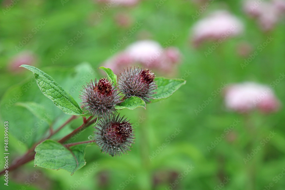 Macro image of three Lesser Burdock flower heads, Derbyshire England
Macro image of three Lesser Burdock flower heads, Derbyshire England
