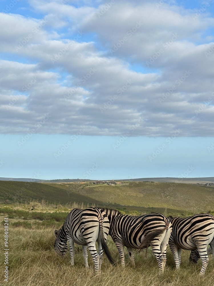 Fototapeta premium zebras in the savannah