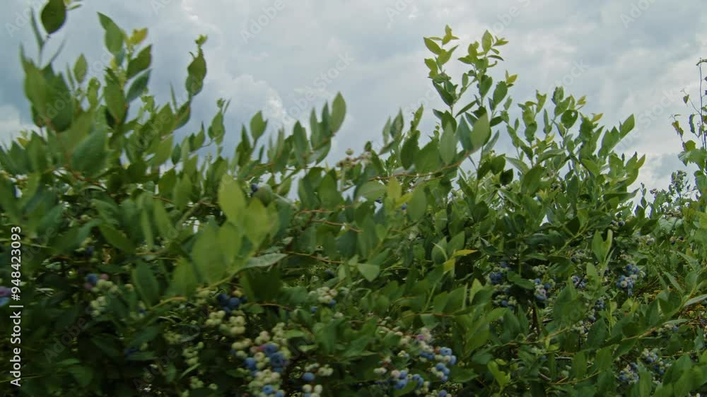 Lush, ripe blueberry bushes cover a farm on a sunny summer day, ready for harvest. These fresh, organic berries are the perfect example of healthy, natural food. Lush, ripe blueberry bushes cover a farm on a sunny summer day, ready for harvest. These fresh, organic berries are the perfect example of healthy, natural food.