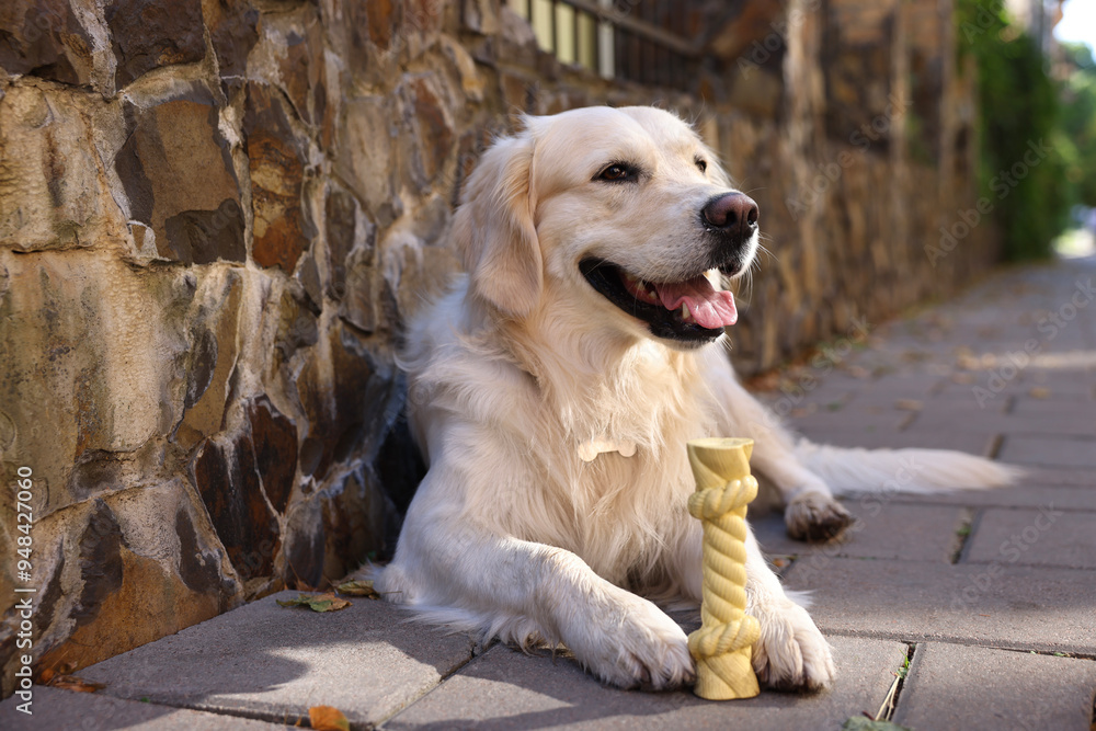 Cute Golden Retriever dog lying with toy outdoors Cute Golden Retriever dog lying with toy outdoors