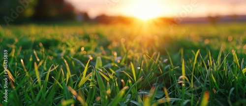 Serene sunset scene: vast grassland with warm yellow-orange glow, lush green grass hints at vibrant growth. Text-free image.