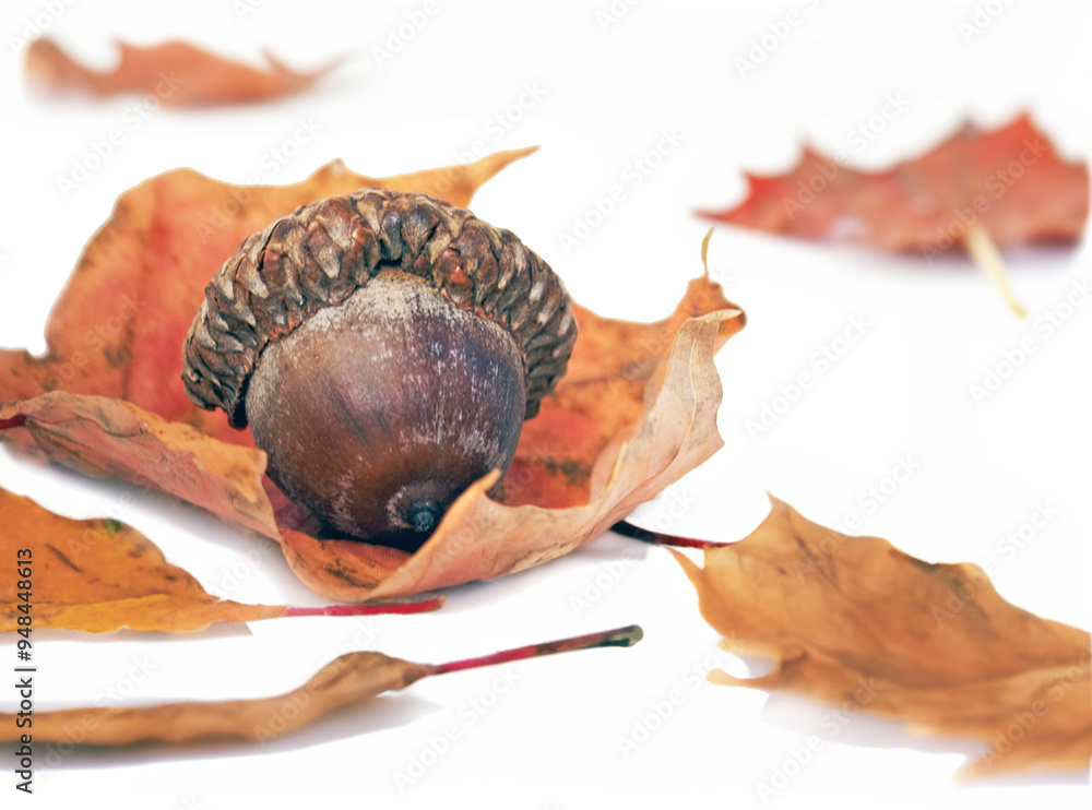 Obraz premium leaves and acorns