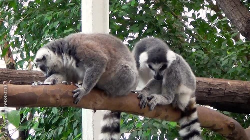 Ring-tailed lemurs (Lemur catta) on a branch in a tropical house