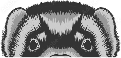 Ferret Face Peeking Color