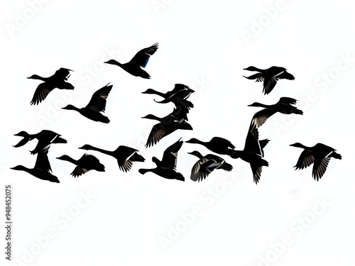 Flock of wild ducks birds in silhouette flying against a clear white sky background, wild animals fly nature, avian, group, migration, airborne, wildlife, freedom, bird formation flocking 