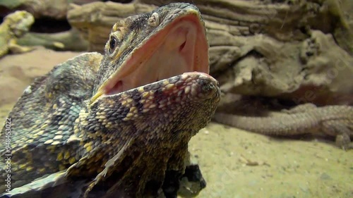 Frilled lizard (Chlamydosaurus kingii), threat display, frill half open, head close-up