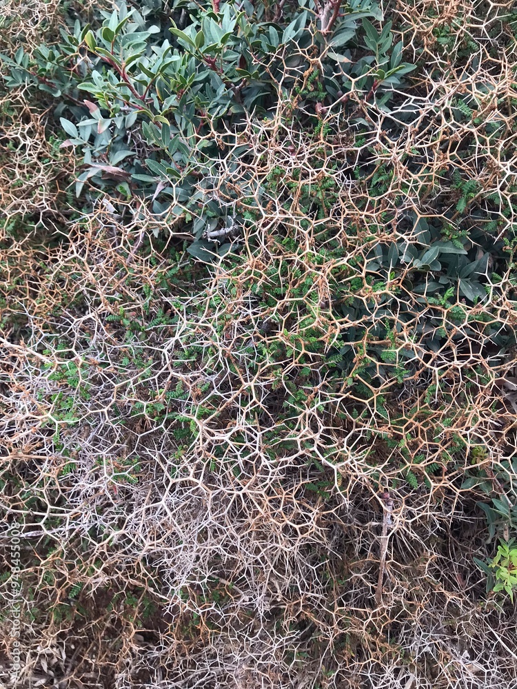 a prickly plant a prickly plant