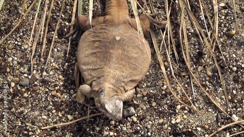 Common chuckwalla (Sauromalus ater) sunbathing in a desert environment, view from above