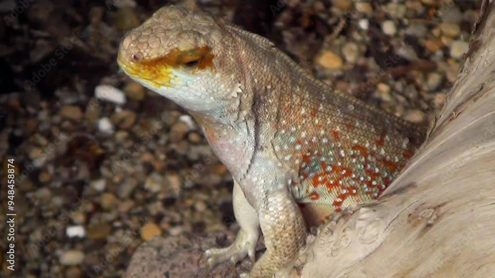 Hispaniolan curlytail lizard (Leiocephalus schreibersii) close-up in a desert environment Hispaniolan curlytail lizard (Leiocephalus schreibersii) close-up in a desert environment