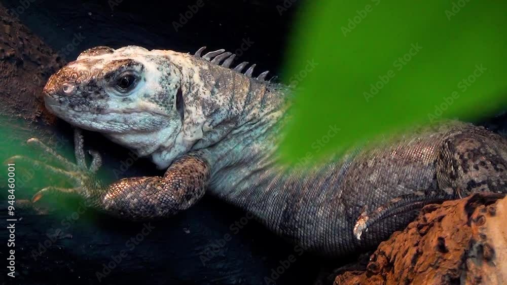 Utila spiny-tailed iguana (Ctenosaura bakeri), a rare species of iguana resting on a branch Utila spiny-tailed iguana (Ctenosaura bakeri), a rare species of iguana resting on a branch