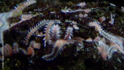 Ophryotrocha sp. tiny sea worms crawling on a rock, macro photo