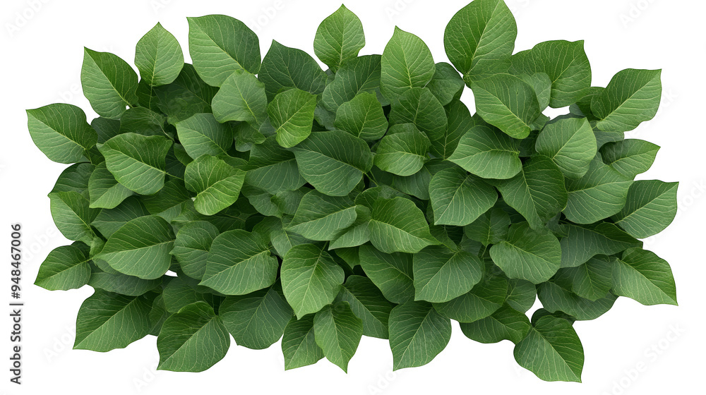 Fototapeta premium A vibrant top view of lush green leaves, perfect for nature-themed designs and backgrounds, symbolizing freshness and growth.