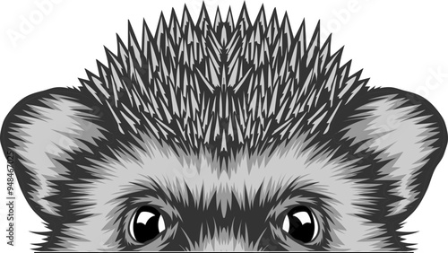 Hedgehog Face Peeking Color