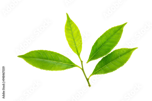 fresh green tea leaf isolated on transparent background 