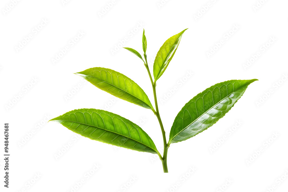 fresh green tea leaf isolated on transparent background
fresh green tea leaf isolated on transparent background