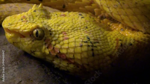 Eyelash viper (Bothriechis schlegelii) head close-up photo