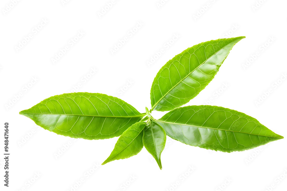 fresh green tea leaf isolated on transparent background
fresh green tea leaf isolated on transparent background