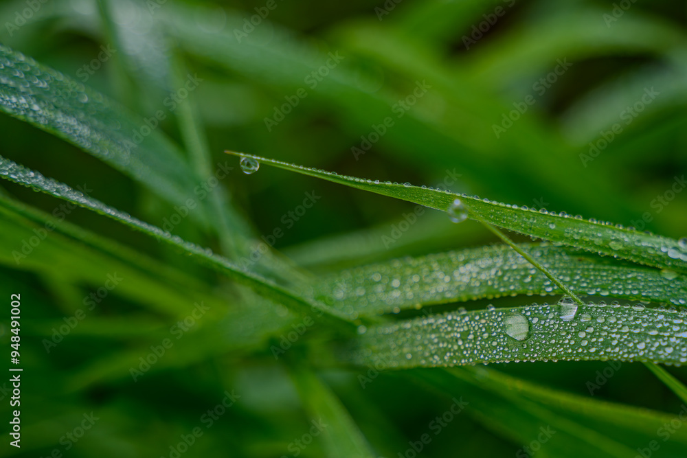Obraz premium Morgentau auf einem Blatt