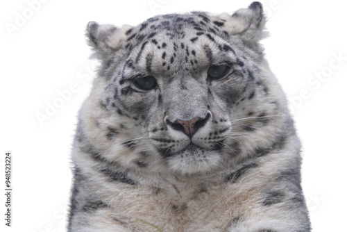 Snow leopard headshot PNG isolated on a transparent background