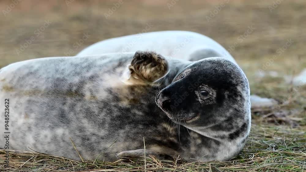 seal on the beach, cute earless seal, close up seal on the beach, cute earless seal, close up