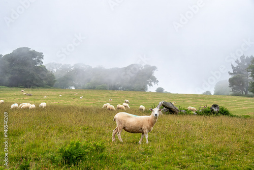 sheep in the mist in Mount Edgcumbe country park Cornwall England photo