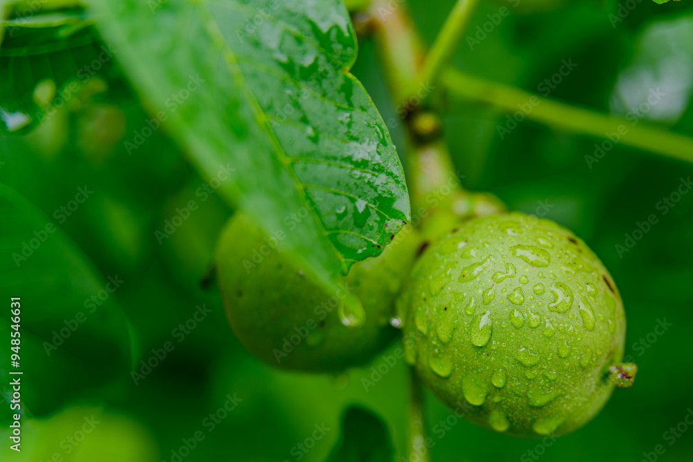 Unreife Walnüsse hängen an einem Baum Unreife Walnüsse hängen an einem Baum