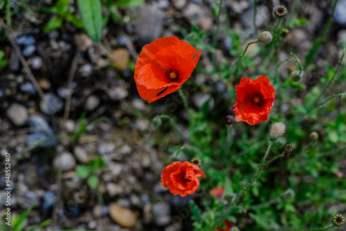 Blühender Klatschmohn